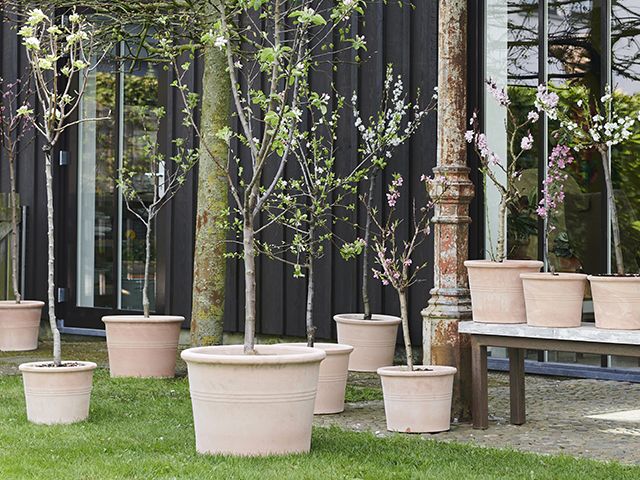 7 of the best trees for patio pots and small gardens - Goodhomes ...