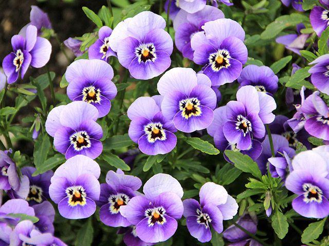 9 of the best flowers to plant for a blooming winter garden - Goodhomes ...