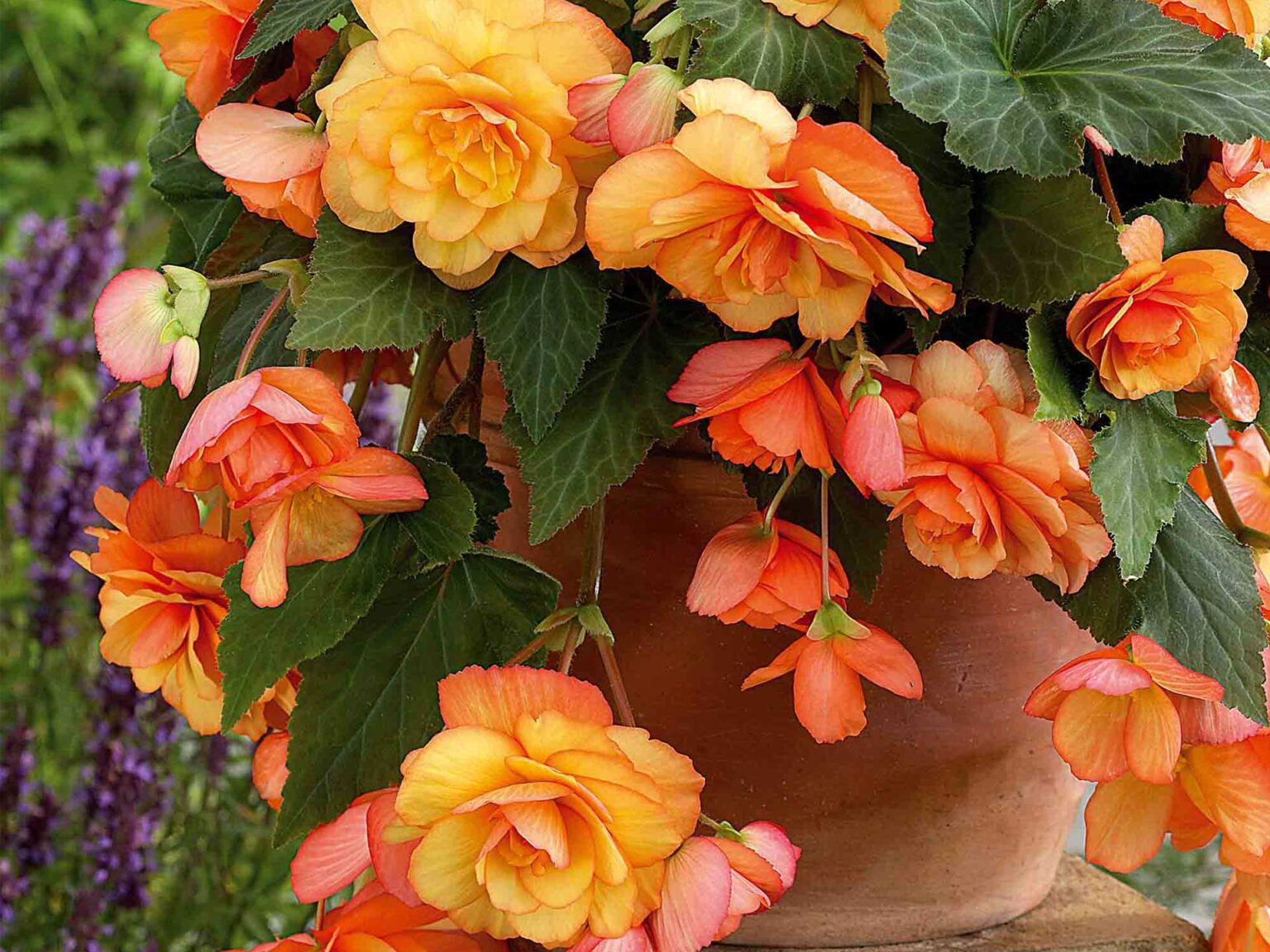 Best plants for hanging baskets and window boxes - Goodhomes Magazine ...