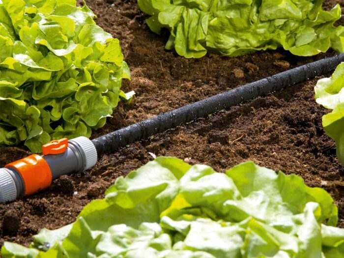 Think about a watering system to save water and time in your kitchen garden