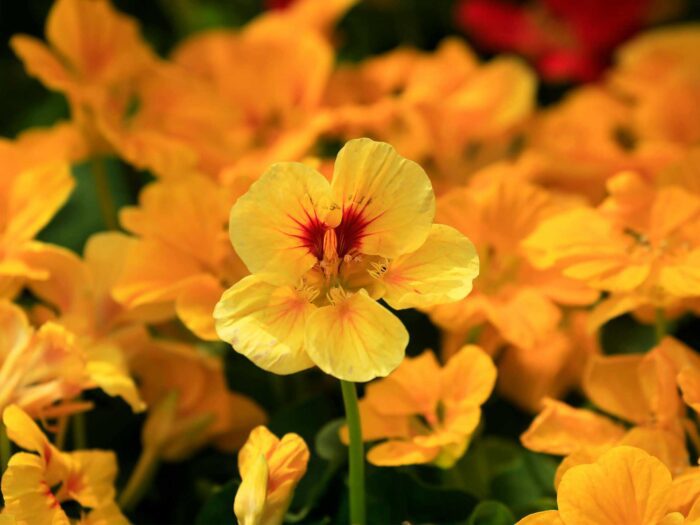 Nasturtiums are a great edible kitchen garden addition