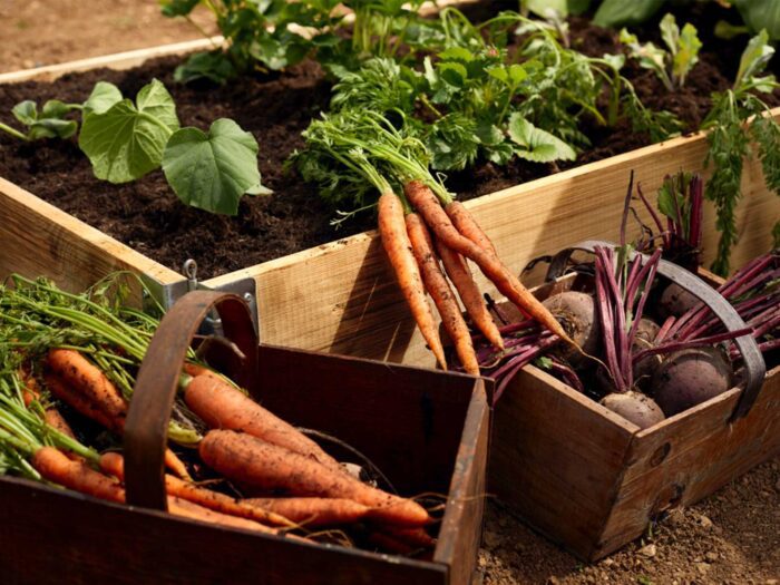 Become sustainable and pick your own fruit and vegetables