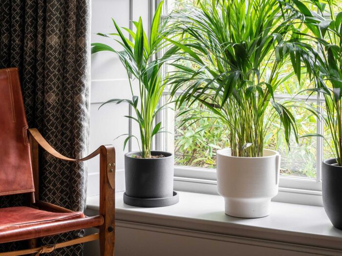 Plants can increase the amount of oxygen in your bedroom and help with stuffiness