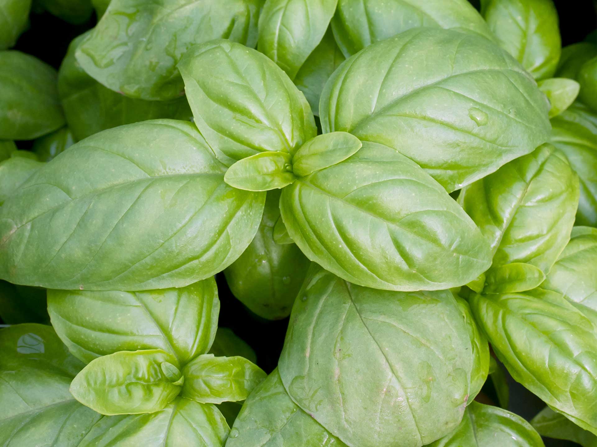 Basil is a natural way to get rid of fruit flies