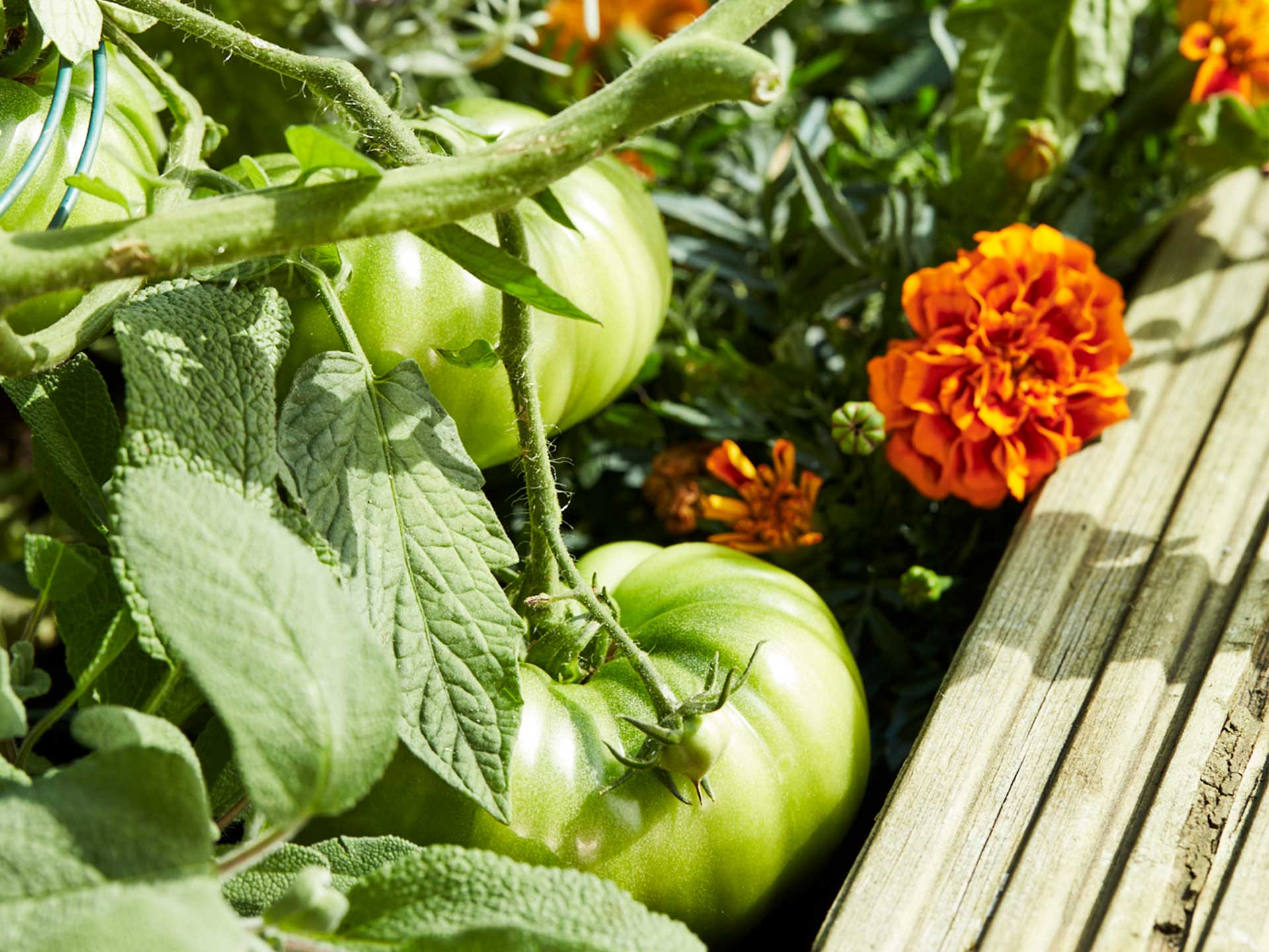 Companion planting is the most eco-friendly way to keep off slugs and snails