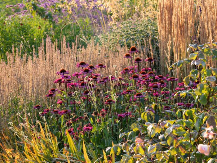 Echinacea is a brilliant border plant and can be grown from seeds