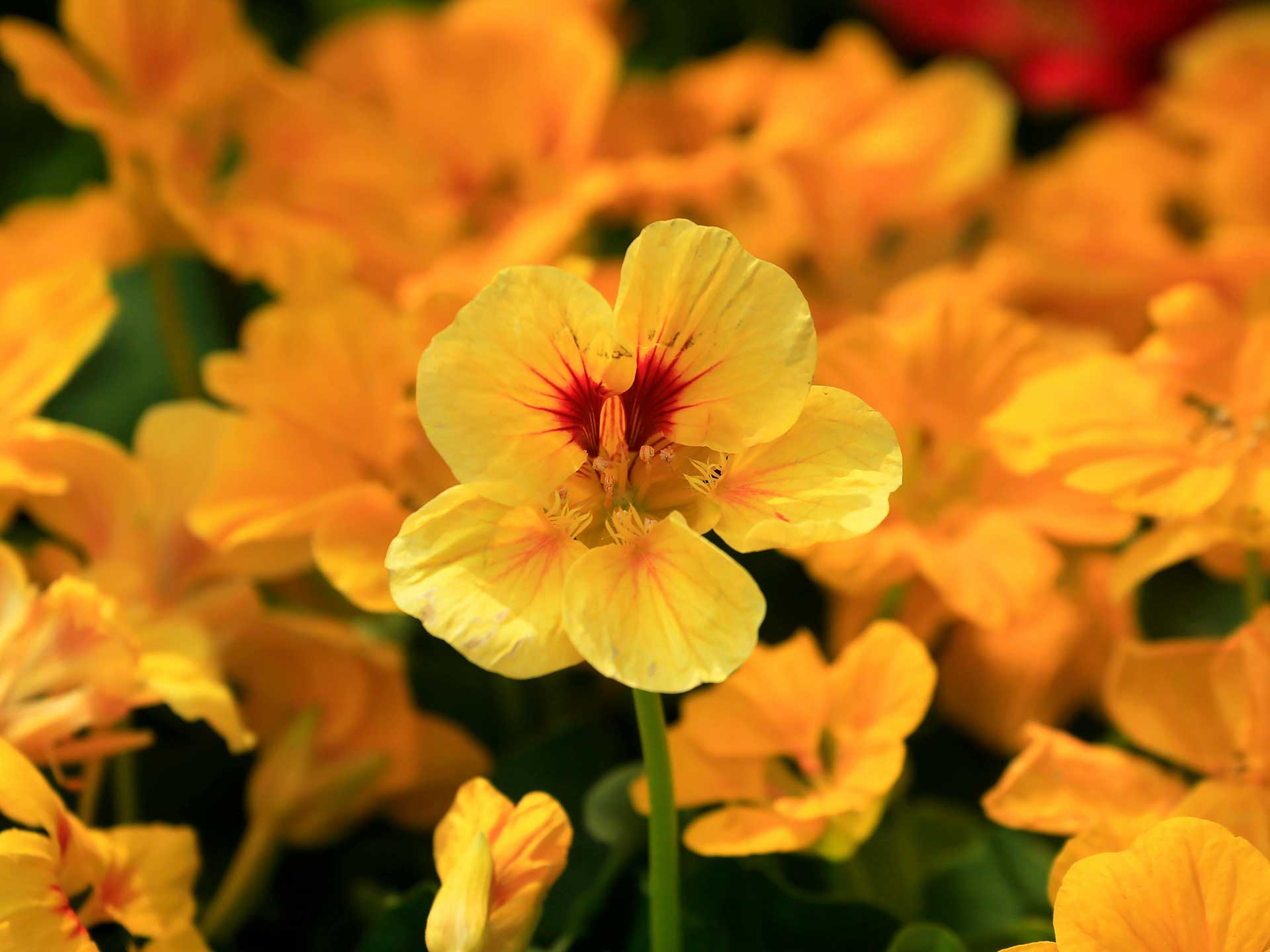 Plant a patch of nasturtiums as a decoy plant