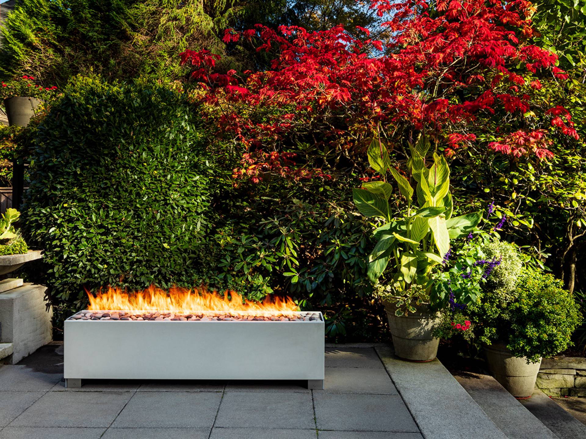 Gas fire pit next to hedging in garden at dusk