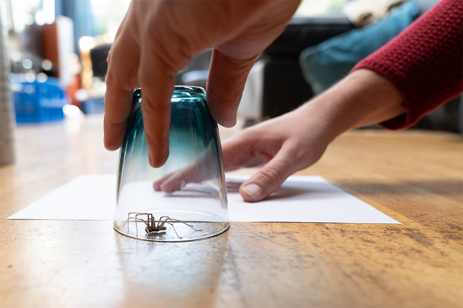 Wondering how to get rid of spiders in your home? Check out our tips